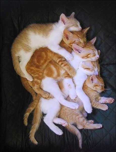 Коты из сети