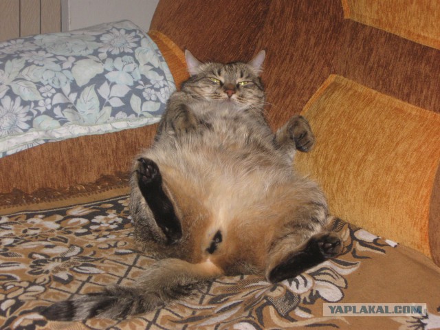 К звездам