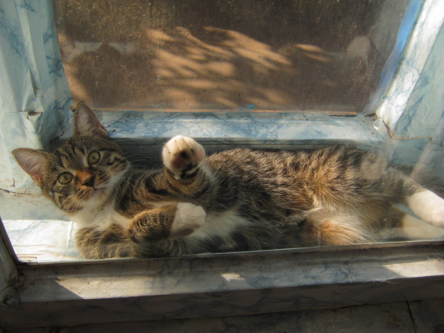 Котовторник 07.02.2017