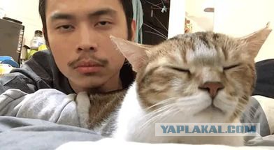 Музыка для кота