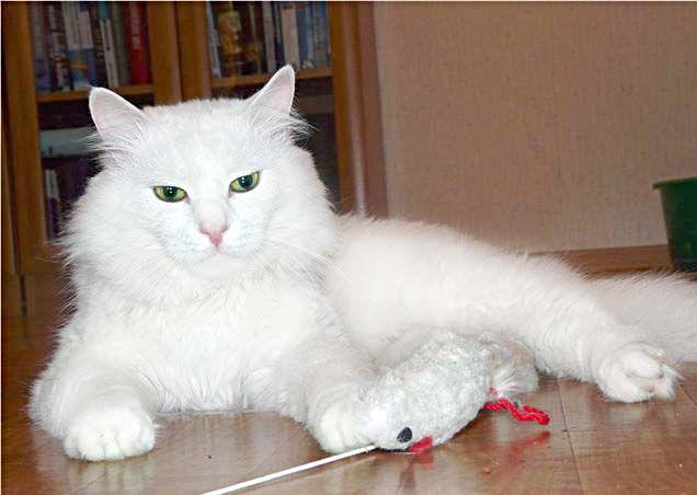 Коты и Кошки