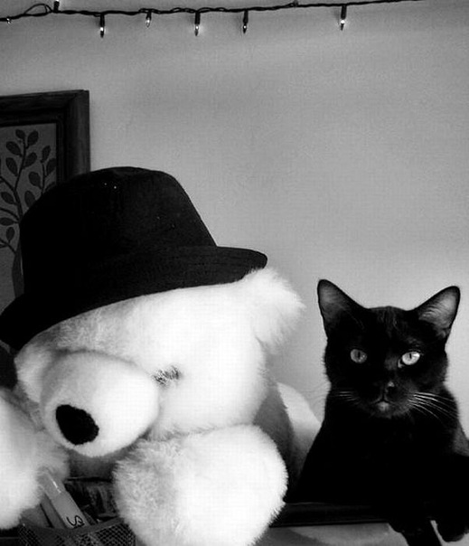 Коты и Кошки