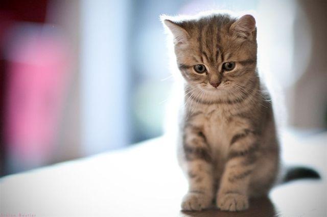 Коты и Кошки