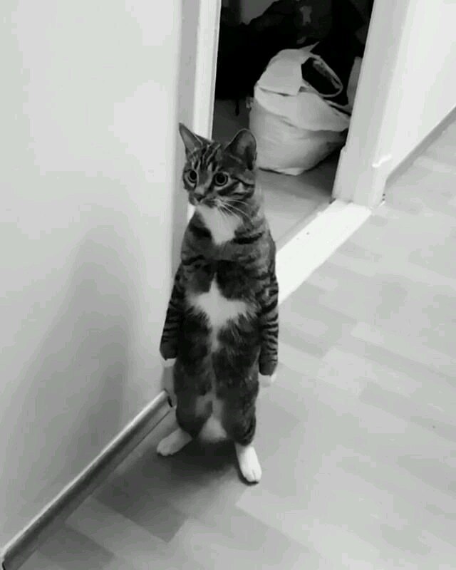 Коты и Кошки