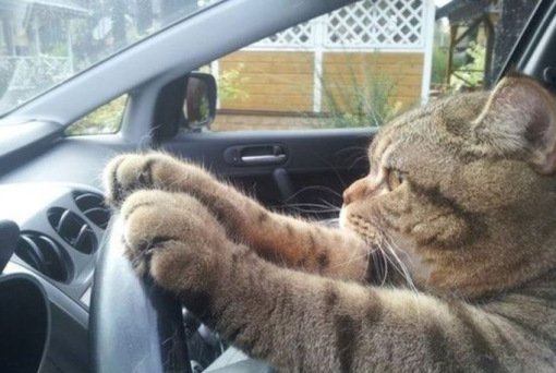 Живодёрку Свету, которая покусала котёнка, избили в Москве