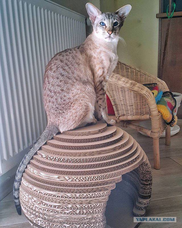 Котовторник 9.01.2018