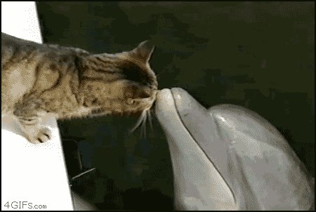 Живность из сети