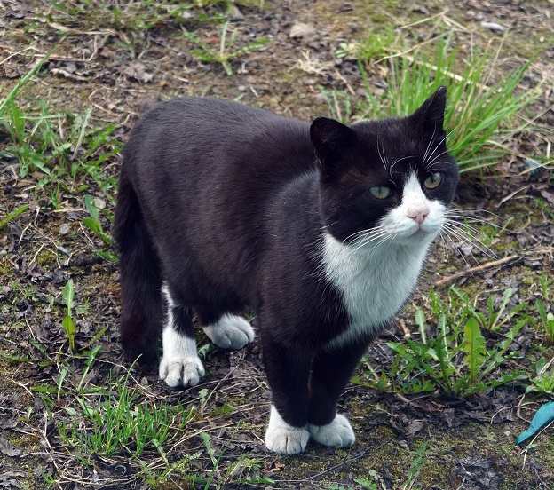 Котовторник