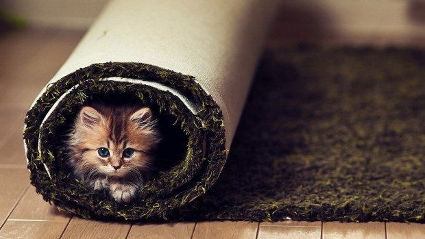 Кот без прикрас