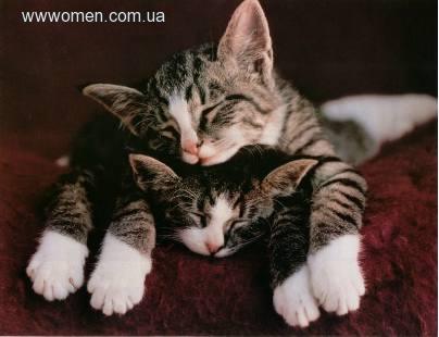 Котомет на вторник (15.04.2008)