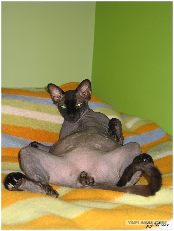 Котовторник (16.09.08)