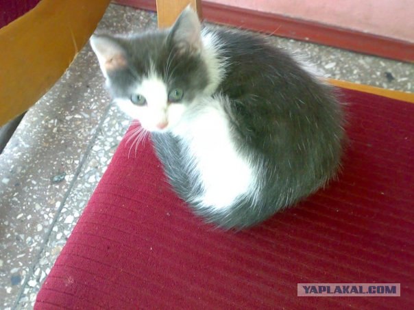 Котовторник на вторник! (30.09.2008)