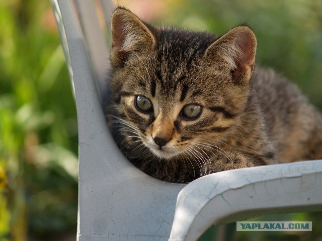 Котовторник: Кошки гаваны и другие!