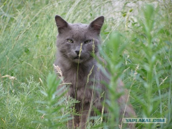 Начинаем котовторник!