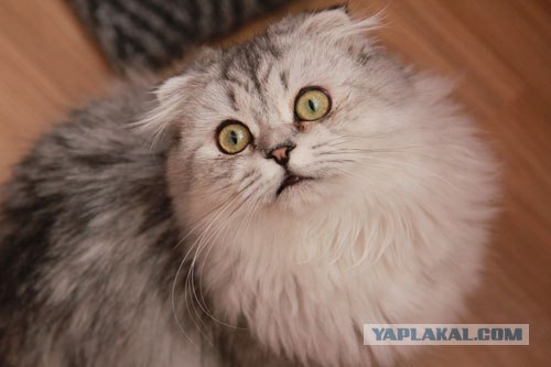 Котовторник (07.02.2012)