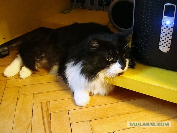 Котовторник 8 мая 2012