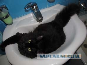 Котовторник 29.05.2012
