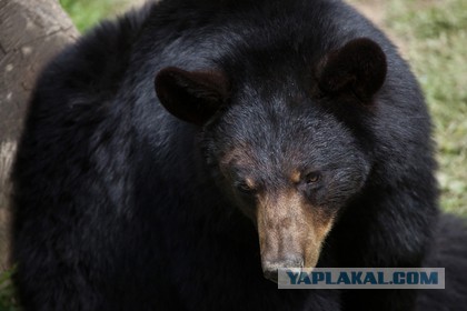 Потерявшийся в лесу трехлетний ребенок рассказал о медведе-спасителе
