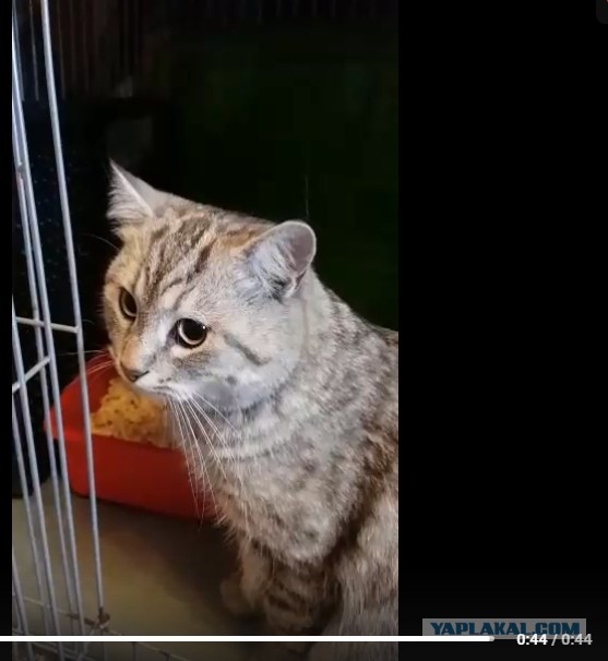 Помогите вернуть кота! Приют "Преданное сердце" украл кота и не отдает!