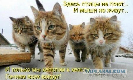 Коты из сети