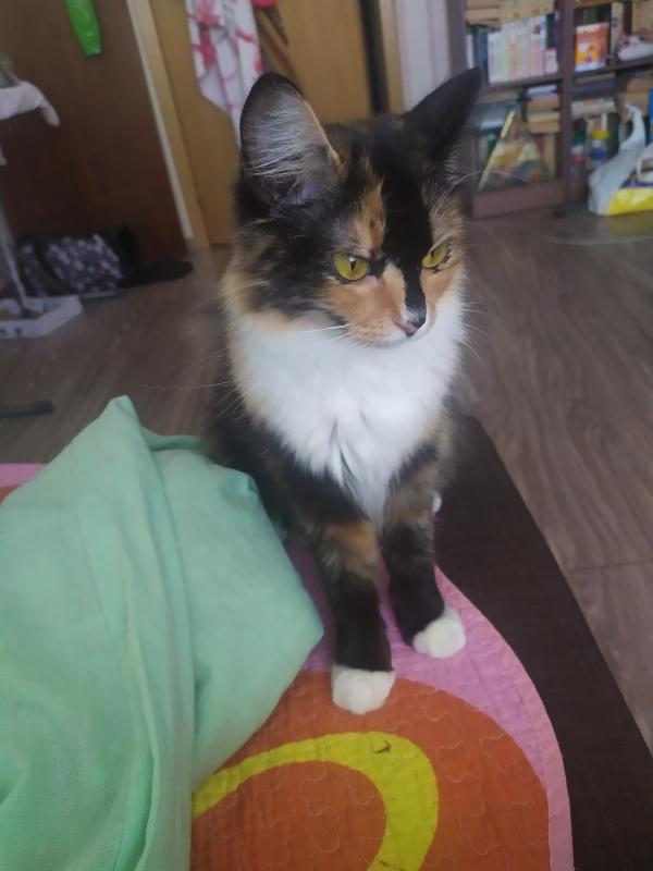 Котовторник 14.07.2020