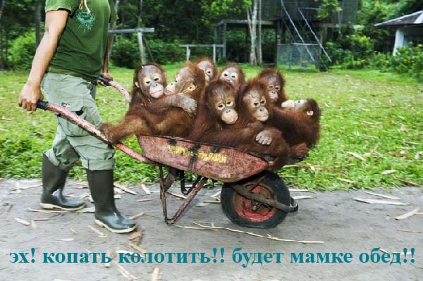 Простое человеческое счастье в картинках