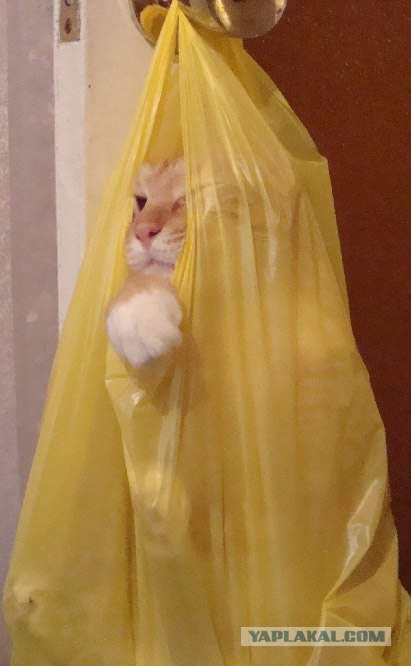 Киса хочет жабы