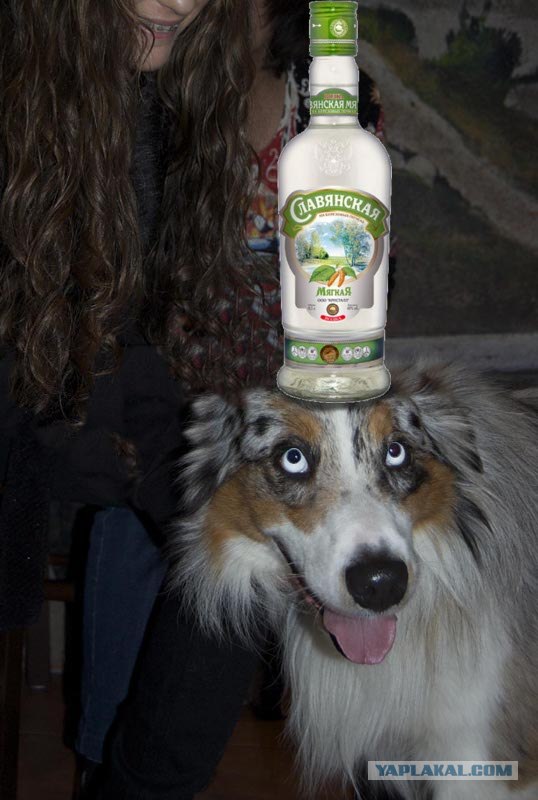 Псина