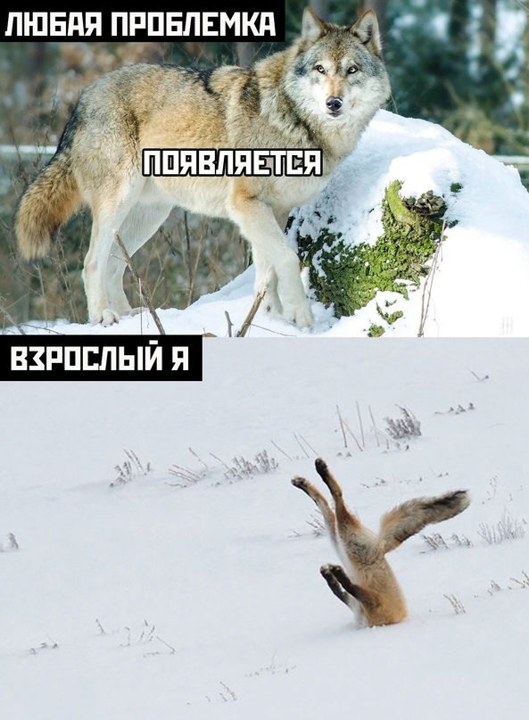 Весёлый полтишок 16.12