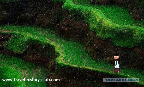 Они живут только 40 лет