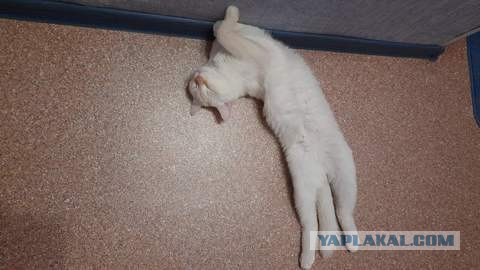 Ура! Котовторник.