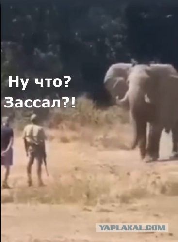 Очень крепкие нервы!