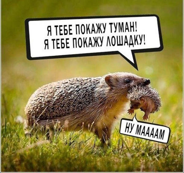 Романы и баяны