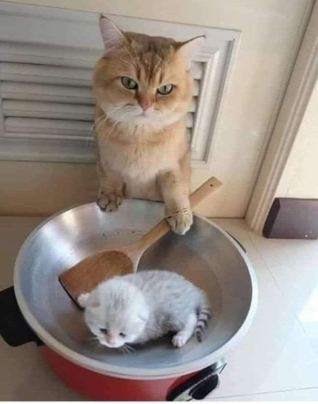 Котовторник в картинках