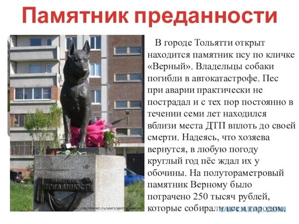 Последнее фото Хатико.