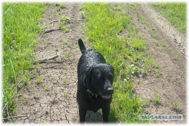 Собакочетверг! 6.06.2013