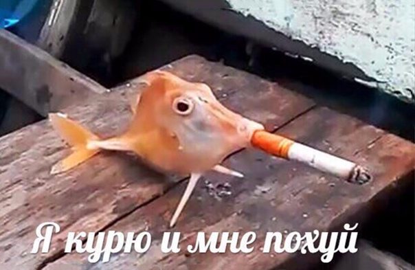 Ученые обнаружили кокаин абсолютно во всех креветках, выловленных для взятия проб в английских водоемах