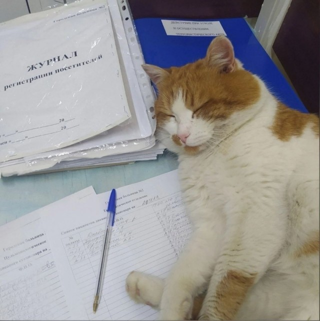 К котовторнику: подборка картинок-баянов с котиками и про котиков. Выпуск 23.