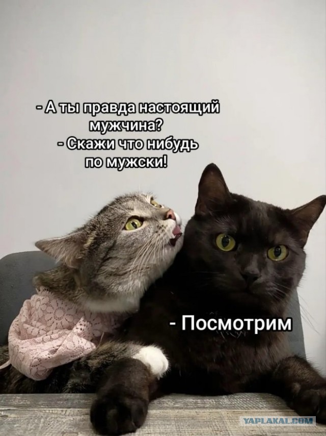 К котовторнику: подборка картинок-баянов с котиками и про котиков. Выпуск 28.