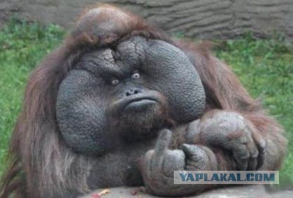 Ну у него и щёки