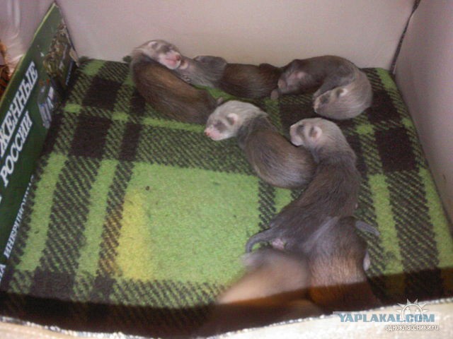 Новорожденные хорята (видео)