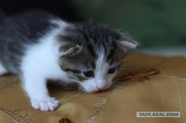 Котовторник 29.10.2013