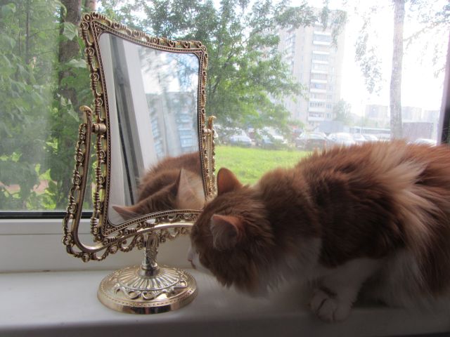 Котовторник   17.12.2013