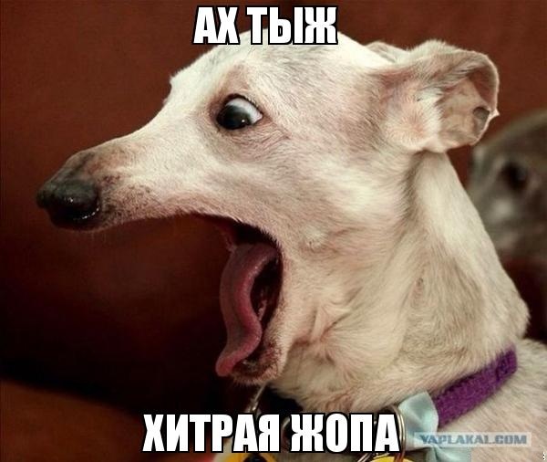 Собакенов обманывает