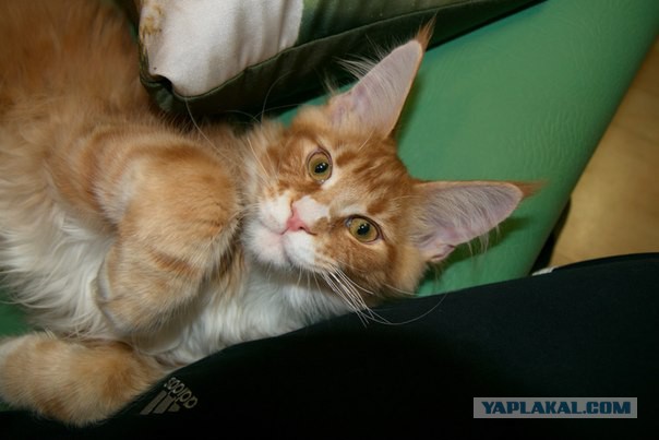 Котовторник 22.04.2014