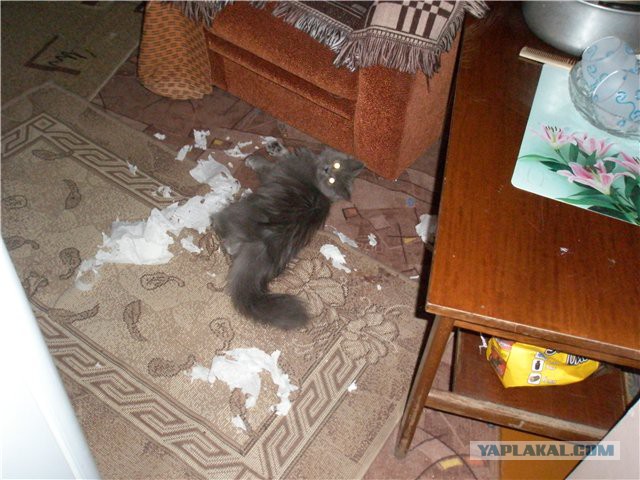 Котовторник 29.04.14.