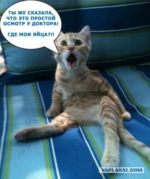 "Привез кота в ветклинику, долго мы его искали..."
