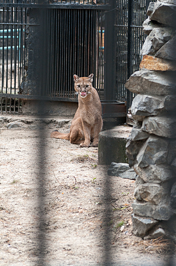 Котовторник 3.06.2014