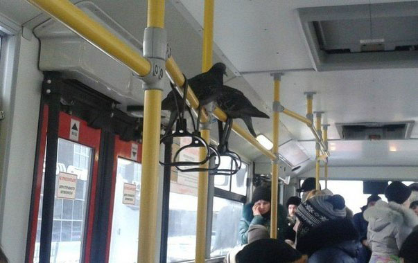 Картинки