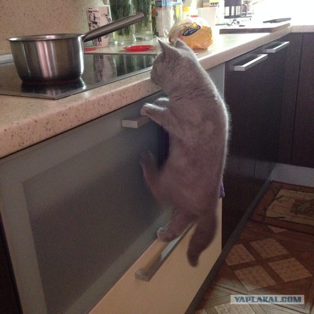Котовторник 10.06.2014
